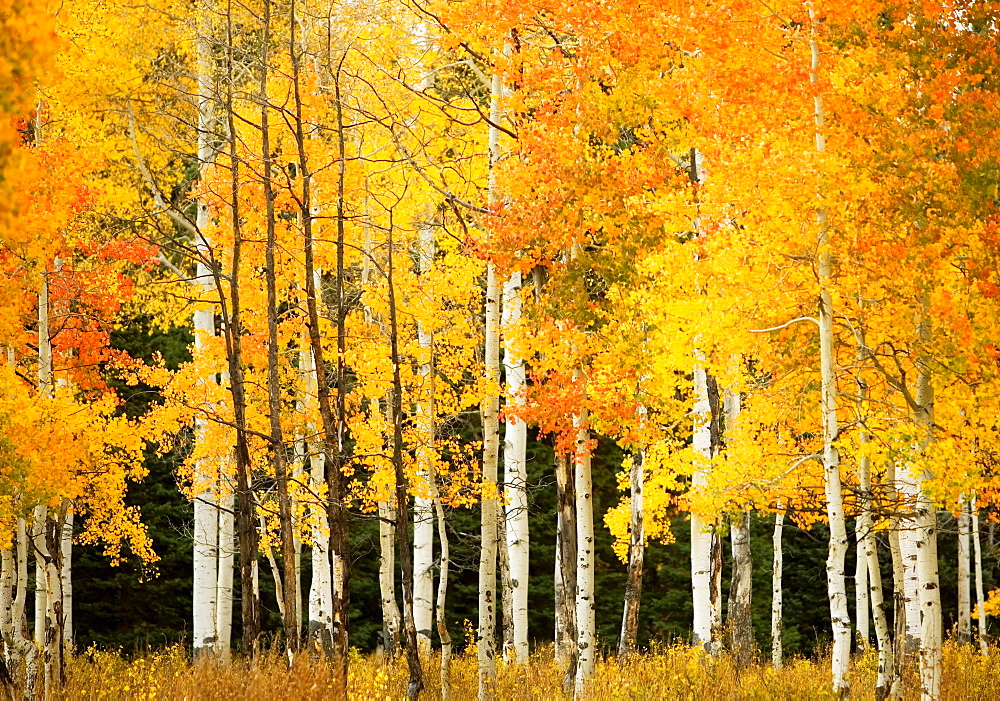 Colorado, Near Steamboat Springs, Buffalo Pass, Line of fall-colored aspen trees.