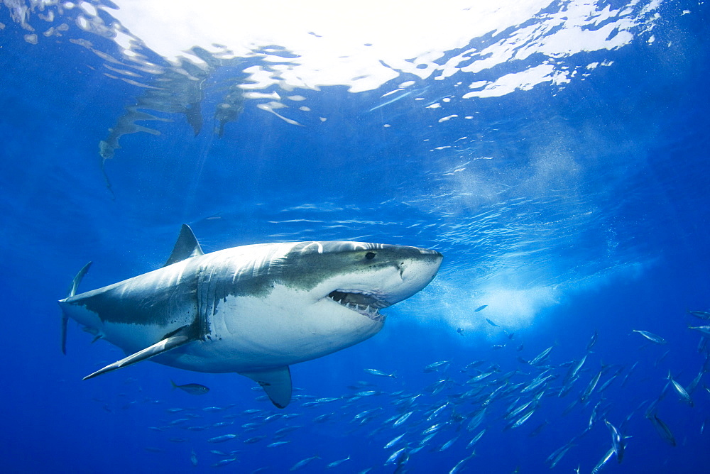 Mexico, Guadalupe Island, Great White Shark (Carcharodon carcharias).