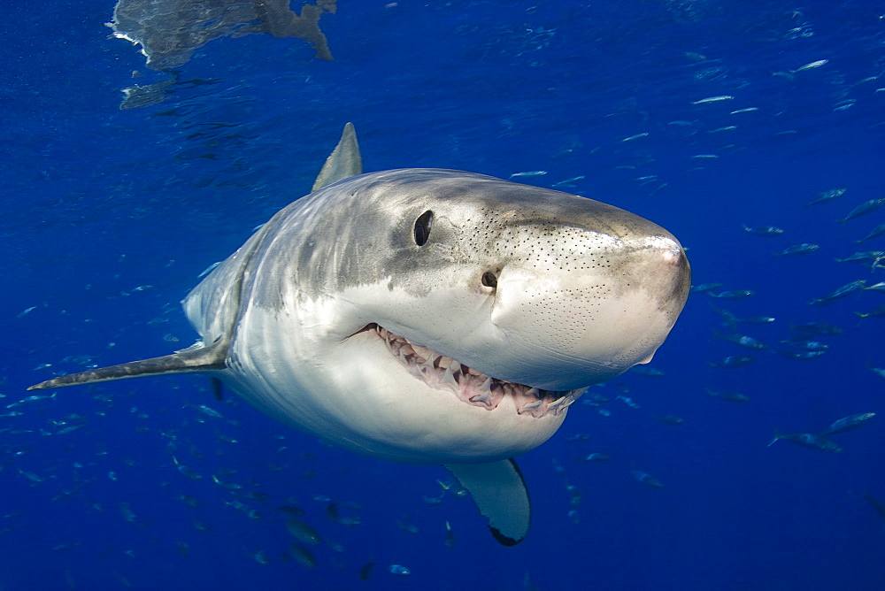 Mexico, Guadalupe Island, Great White Shark (Carcharodon carcharias).