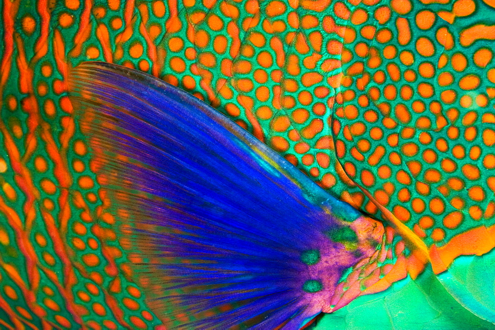 Indonesia, Komodo, Close-up of parrotfish scales and pectoral fin.