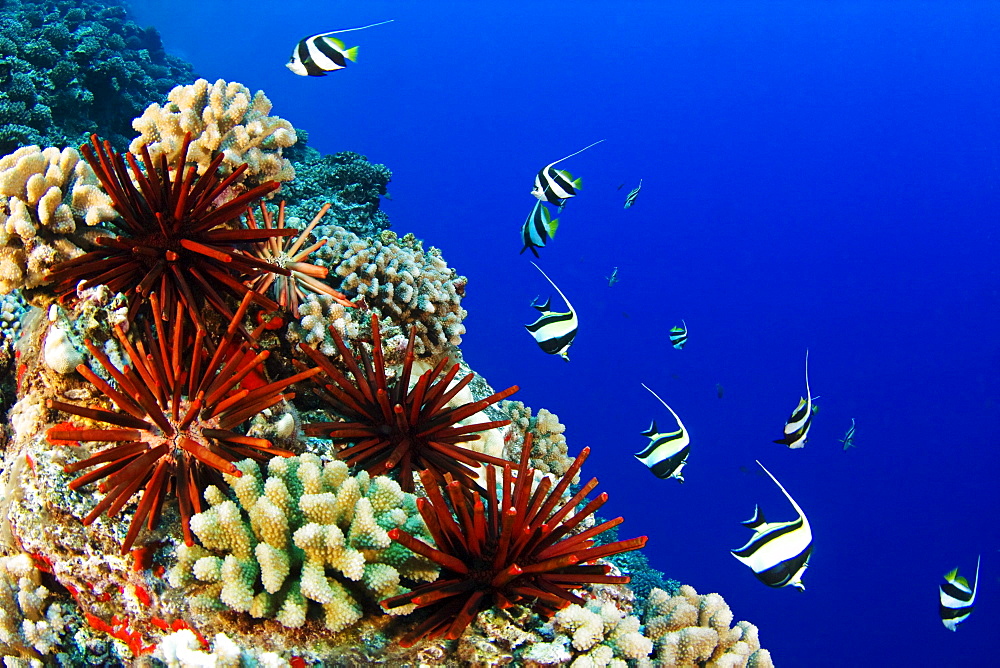 Hawaii, Pennant Bannerfish (heniochus chrysostomus) gliding through water together, Typical hawaiian reef scene.