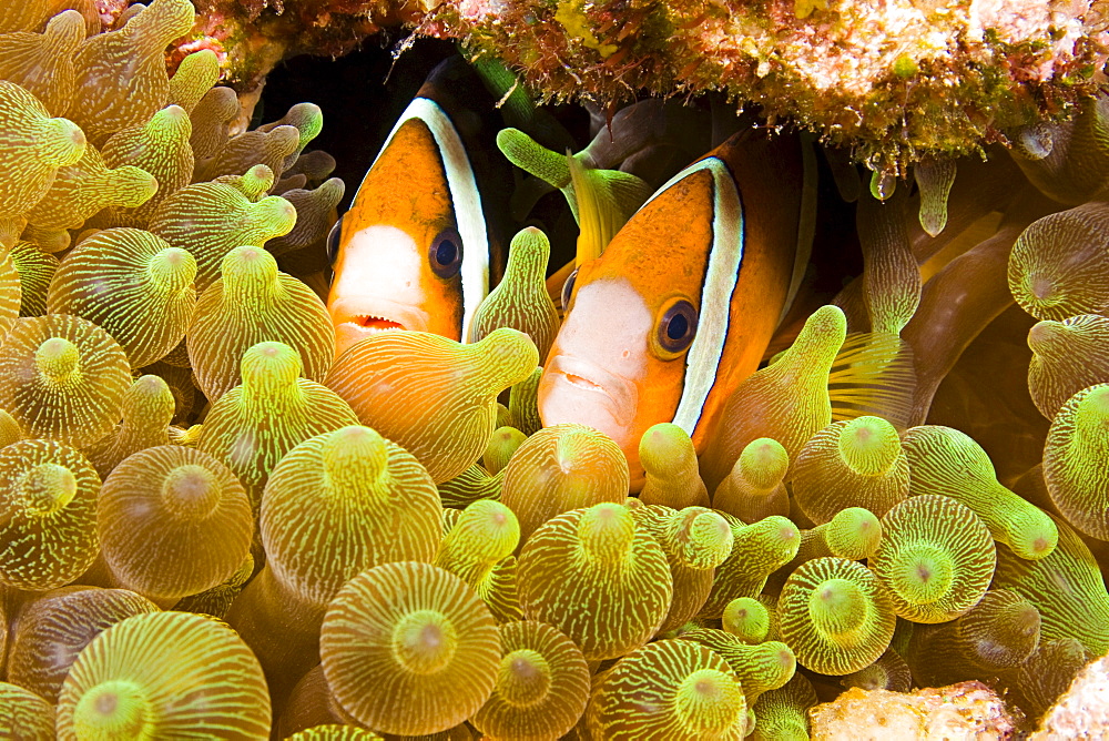 Indonesia, Clown Anemonefish (Amphiprion percula) hiding in anemone.