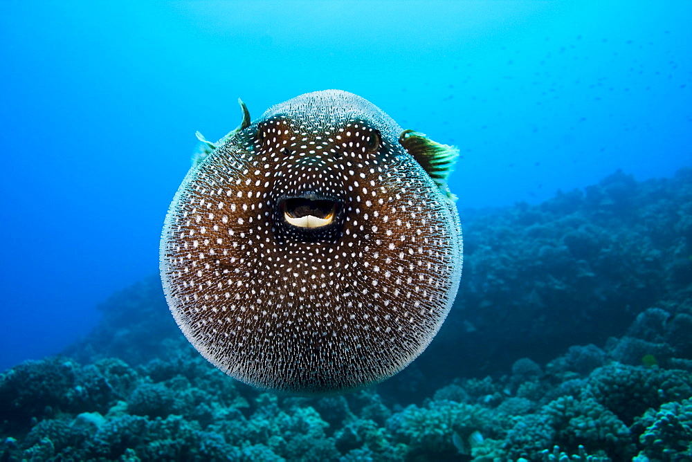 Hawaii, Spotted Pufferfish expanded floating in blue ocean (Arothron meleagris).