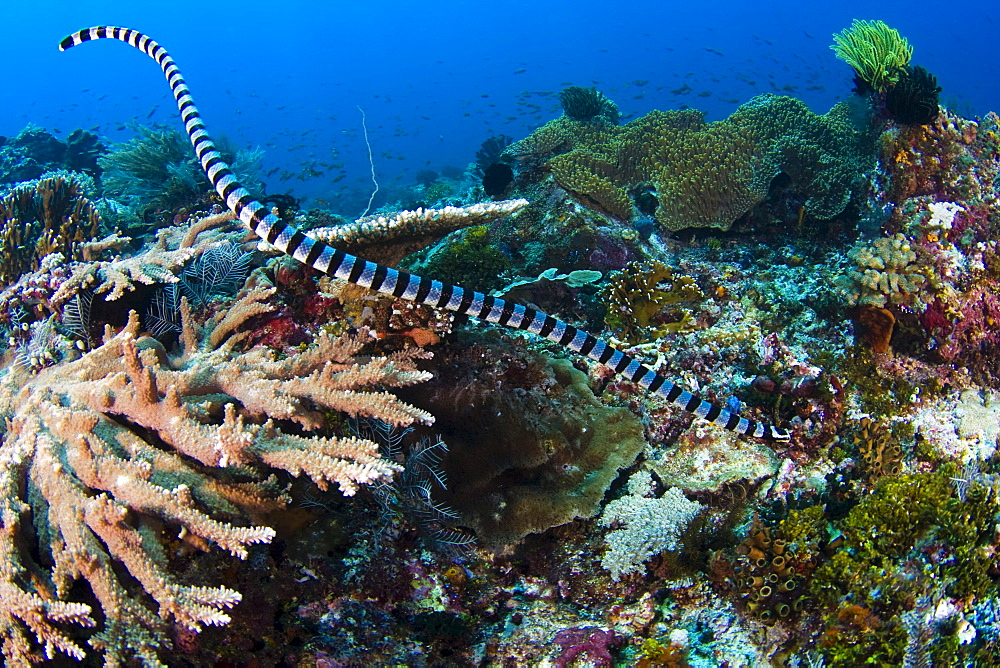 Indonesia, Komodo, Sea Krait or Sea Snake (Laticauda Colubrina), venoumous sea snake.