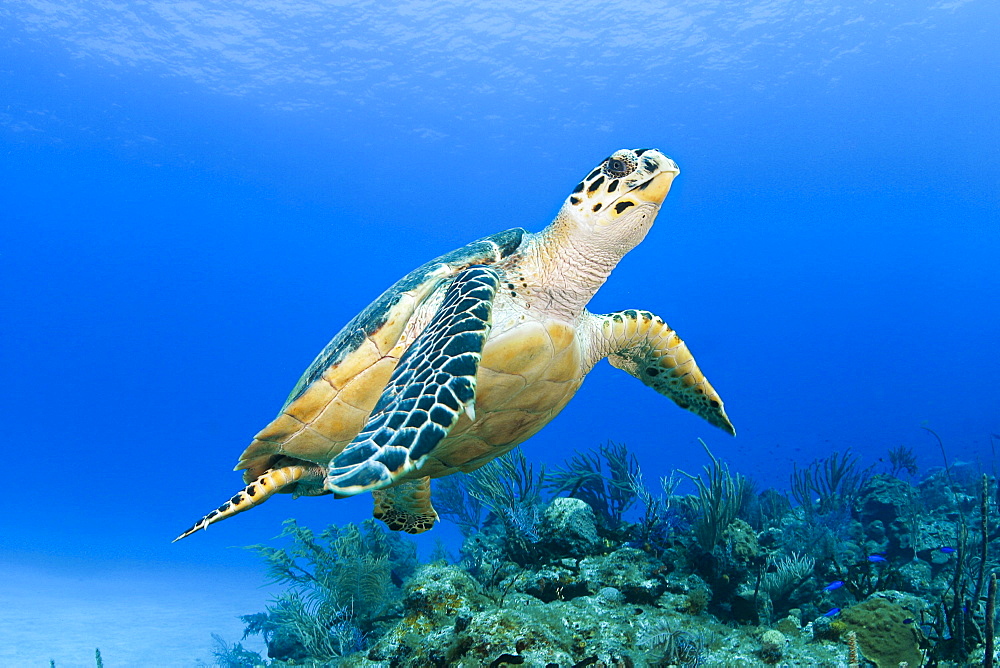 Hawaii, Green sea turtle (Chelonia mydas) an endangered species.