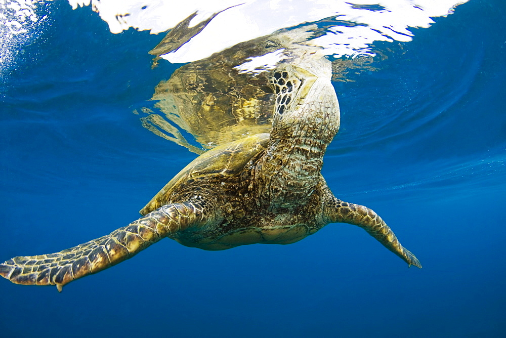 Hawaii, Green sea turtle (Chelonia mydas) an endangered species.