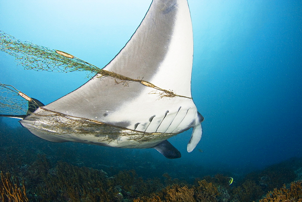 Micronesia, Yap, Manta ray (manta birostris) is entangled in a fishermans net.