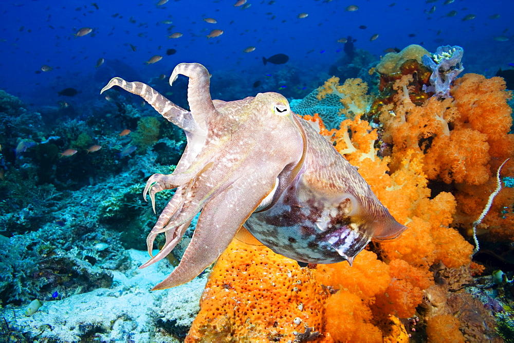 Indonesia, Komodo, Cuttlefish (Sepia Latimanus).