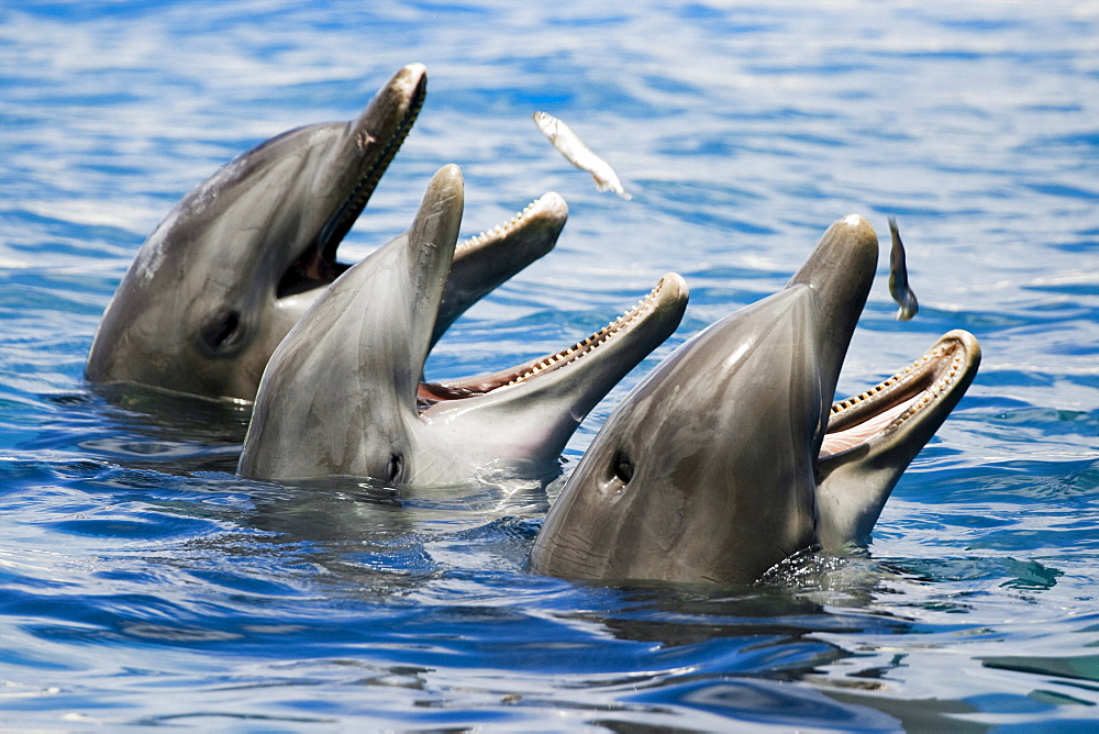 Hawaii, Oahu, Sea Life Park, Three Bottlenose Dolphins catching their meal.