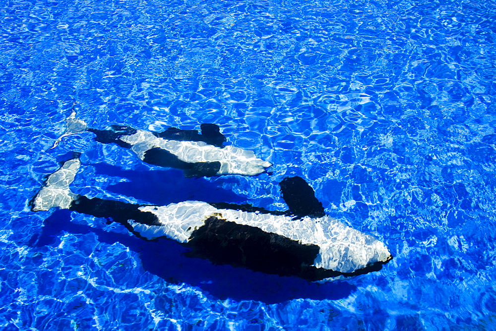 California, San Diego, Sea World, Killer Whale (Orca orcinus).