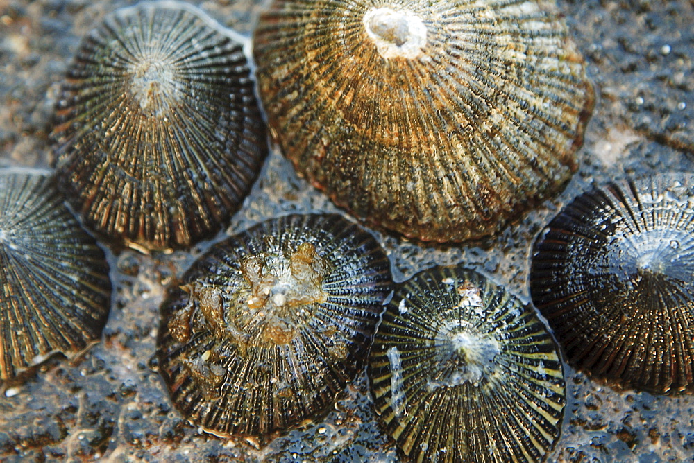 Hawaii, Oahu, A bunch of fresh Limpets Opihi laying on a rock.