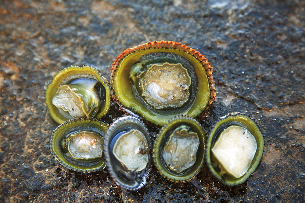 Hawaii, Oahu, A bunch of fresh Limpets Opihi laying on a rock.