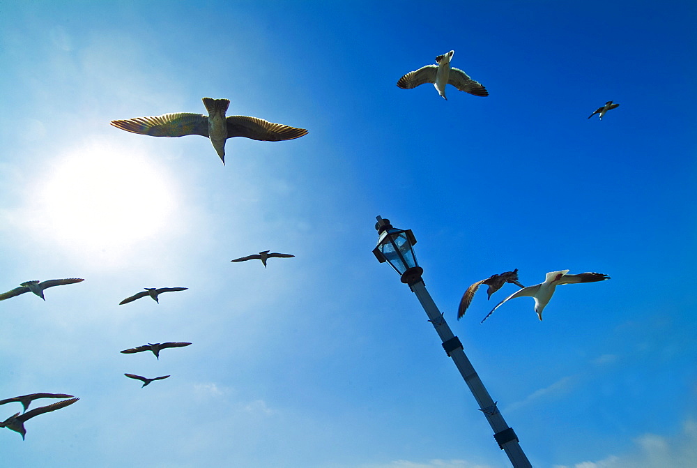 California, Santa Barbara, Seagulls flying overhead.