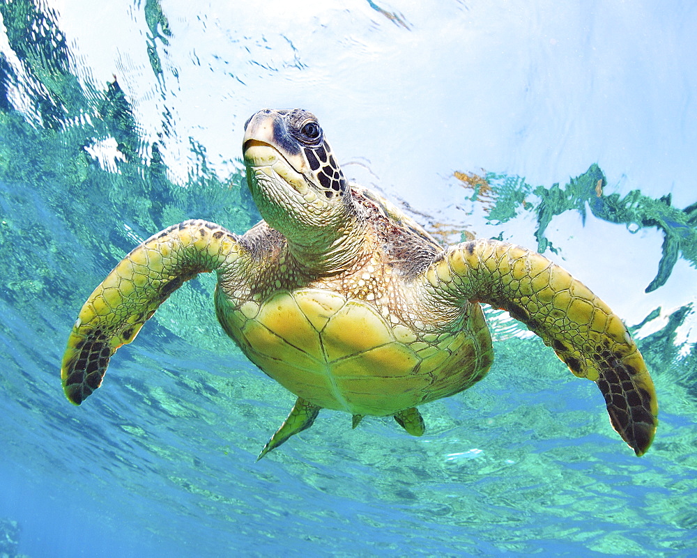 Hawaii, Green sea turtle (Chelonia mydas) an endangered species.