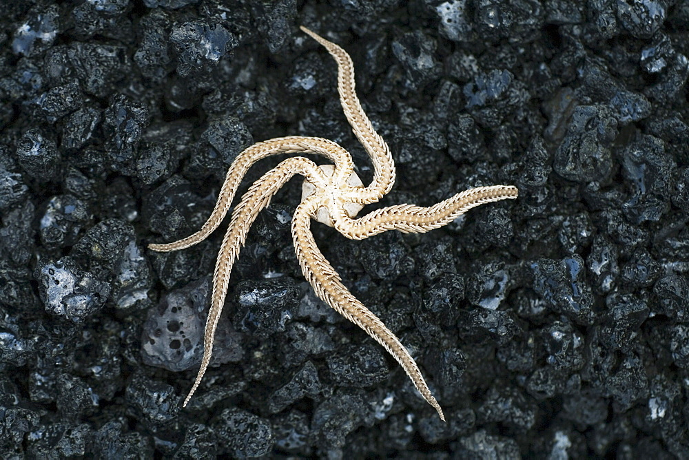 Hawaii, Big Island, Kalapana, Black Brittle Starfish turned upside down on black sand.