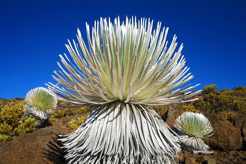 Hawaii, Maui, Haleakala National Park, Young silversword plant.