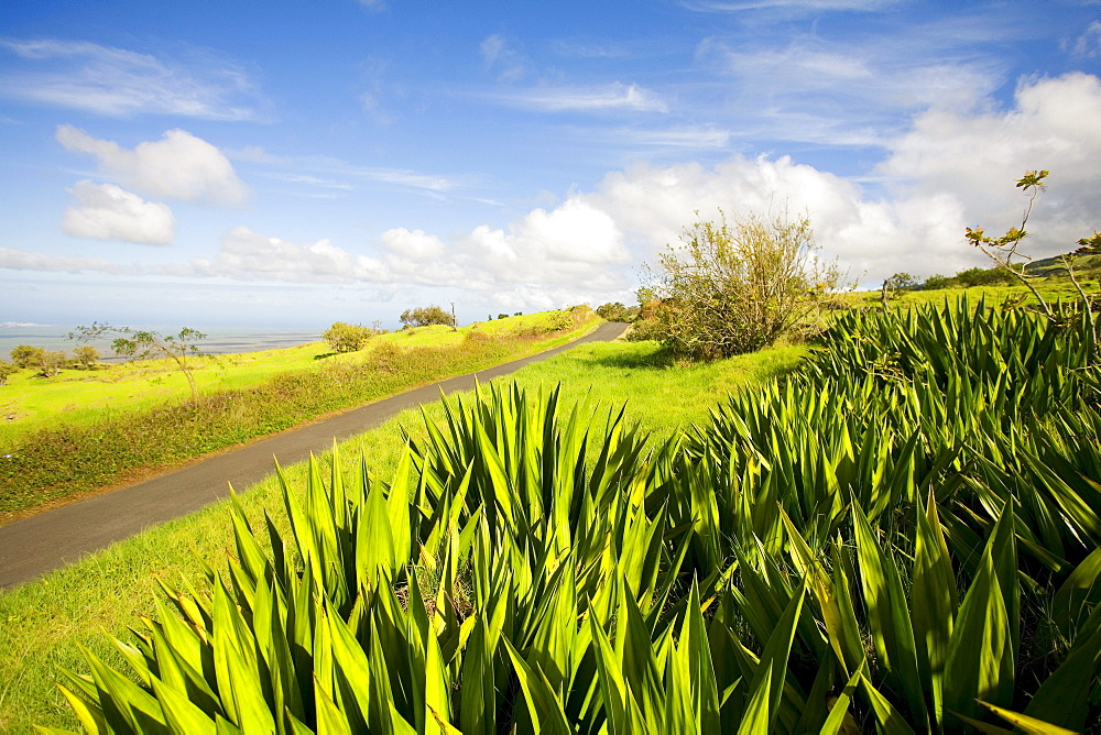 Hawaii, Maui, Upcountry scenic near Ulupalakua, Small road through green pastureland.