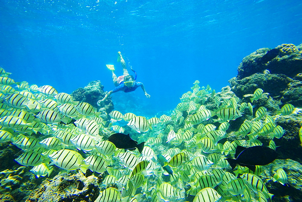 Hawaii, Maui, Makena, Ahihi Kinau Natural Area Reserve, School of Manini or Convict Tang fish (Acanthurus triostegus) and snorkeler.