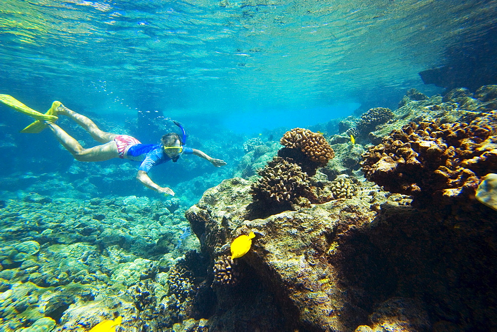 Hawaii, Maui, Makena, Ahihi Kinau Natural Area Reserve, Snorkeler in clear ocean water above reef.