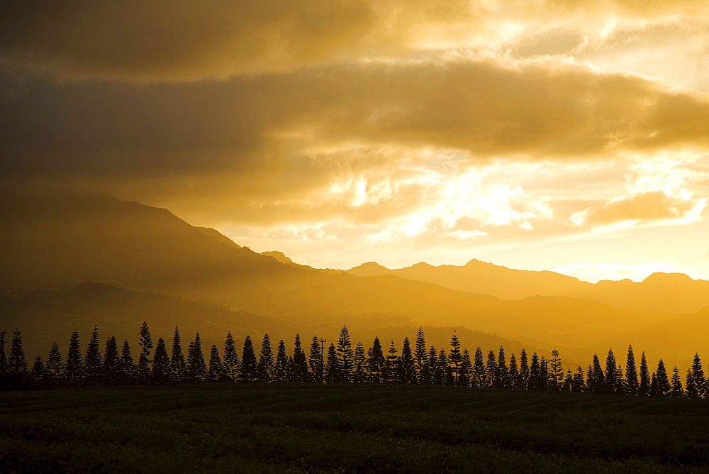 Hawaii, Oahu, Waianae, West Oahu, Pine trees and The Kaala mountain range at sunset.