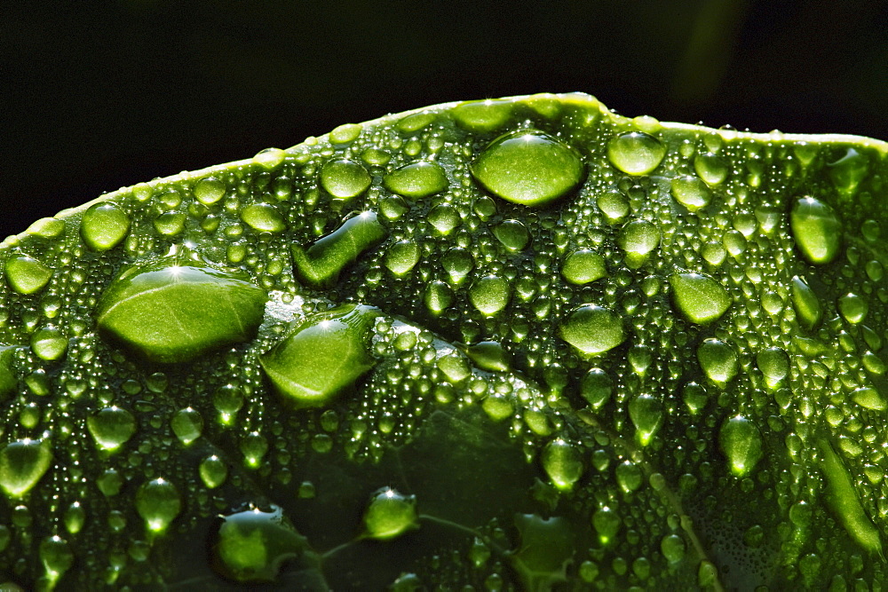 Hawaii, Big Island, Raindrops on Monsterra leaf.