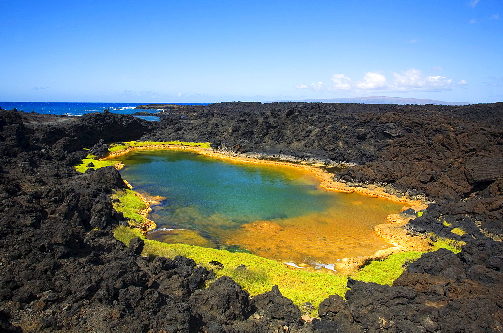 Hawaii, Maui, Makena, Ahihi Kinau Natural Reserve, Anchialine pond.