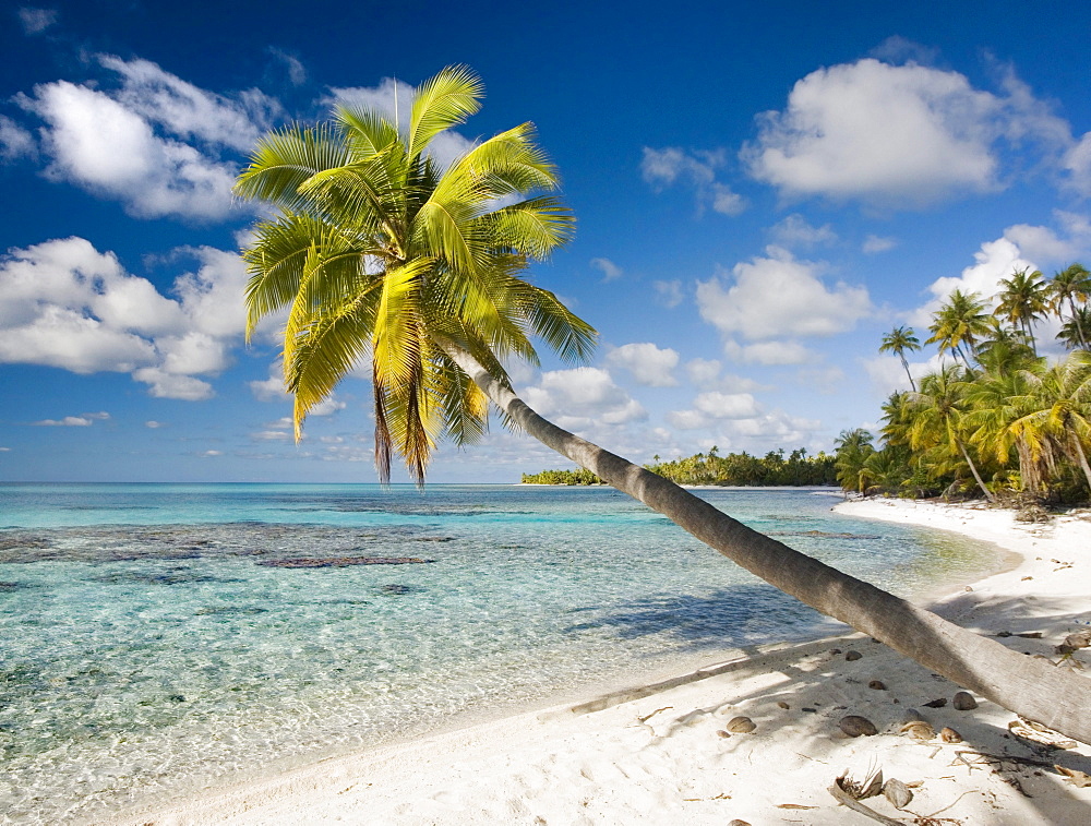 French Polynesia, Tahiti, Tuamotu Islands, Rangiora, Palm tree on the beach.