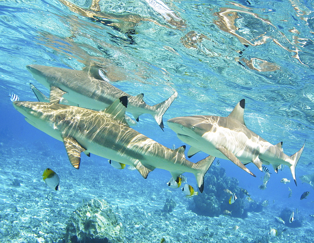 French Polynesia, Rangiroa, Blue Lagoon, Blacktip reef shark (Carcharhinus melanopterus).