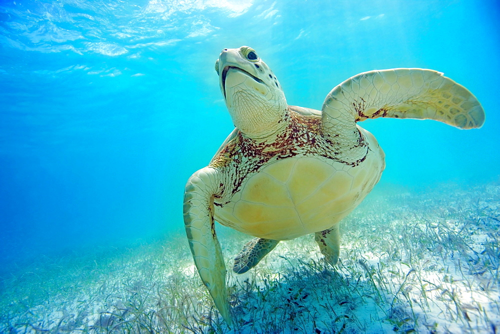 Mexico, Yucatan Peninsula, Green sea turtle (Chelonia mydas) an endangered species.