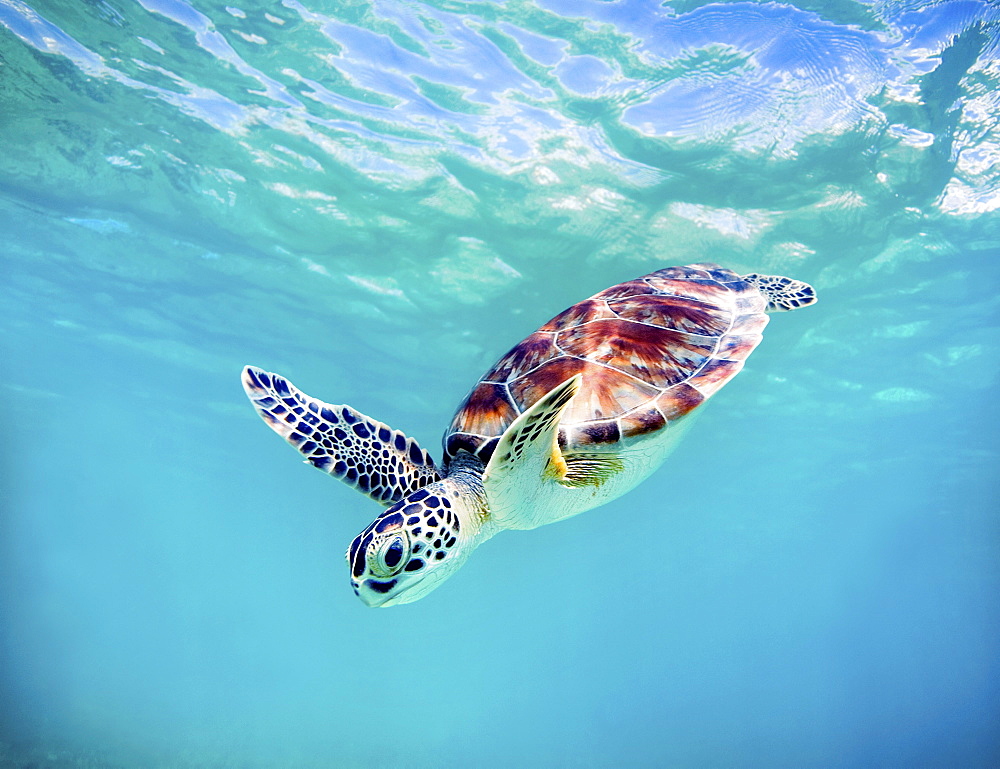 Hawaii, Green sea turtle (Chelonia mydas) an endangered species.