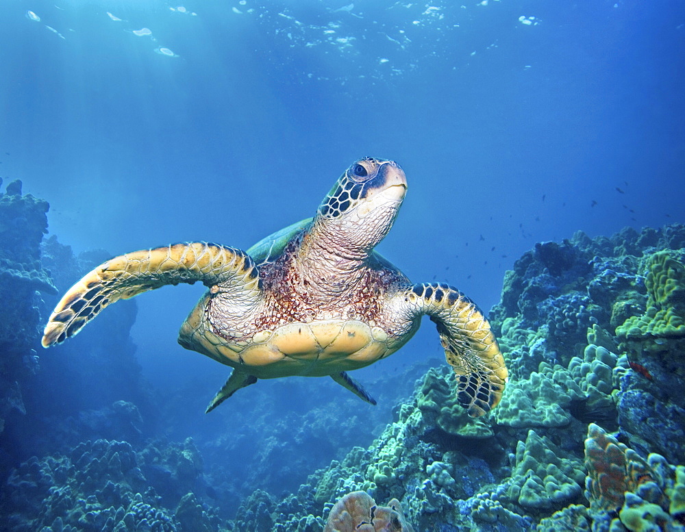 Hawaii, Green sea turtle (Chelonia mydas) an endangered species.