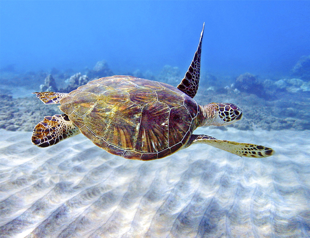 Hawaii, Green sea turtle (Chelonia mydas) an endangered species.