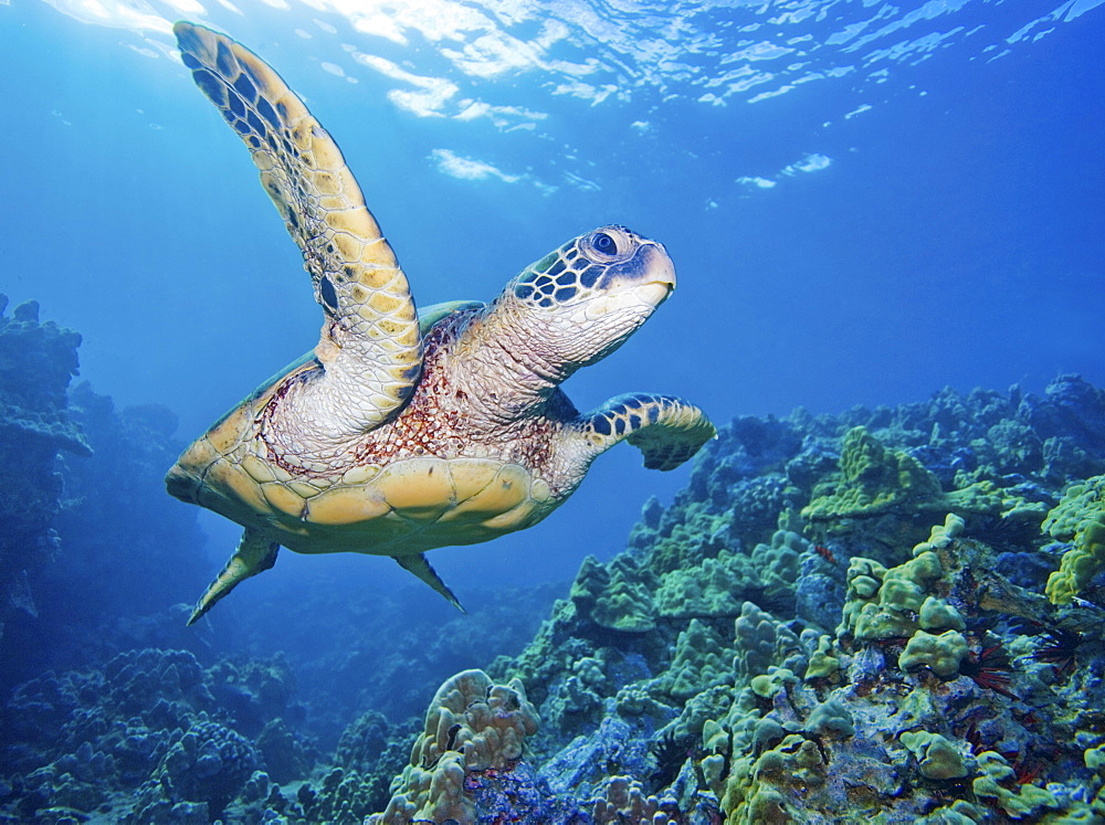 Hawaii, Green sea turtle (Chelonia mydas) an endangered species.