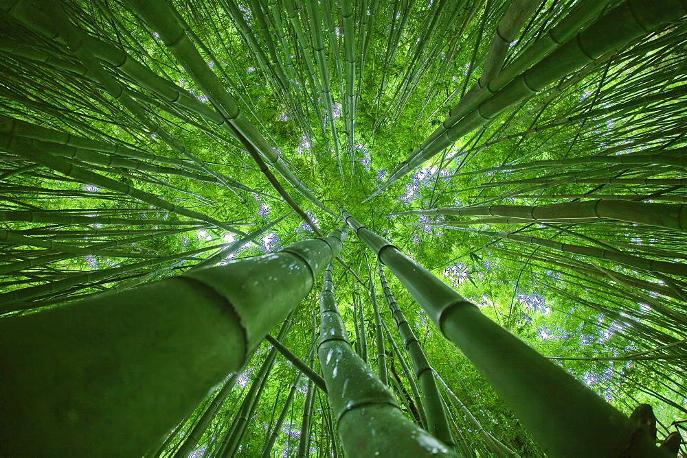 Hawaii, Maui, Bamboo Forest.