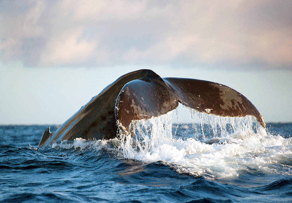 Hawaii, Maui, Humpback whale fluking its tail.