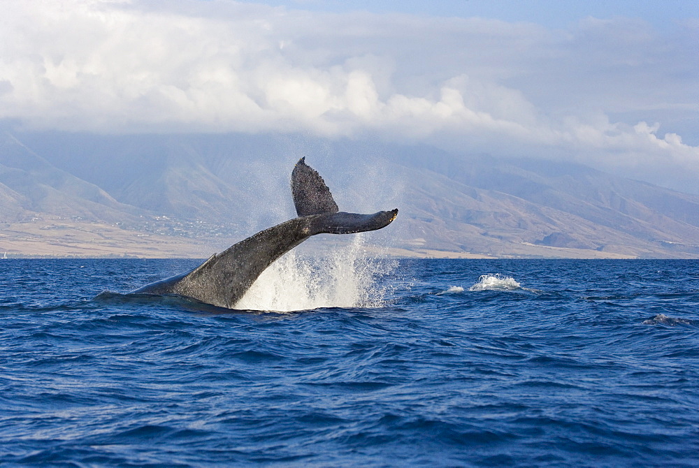 Hawaii, Maui, Humpback whale fluking its tail.