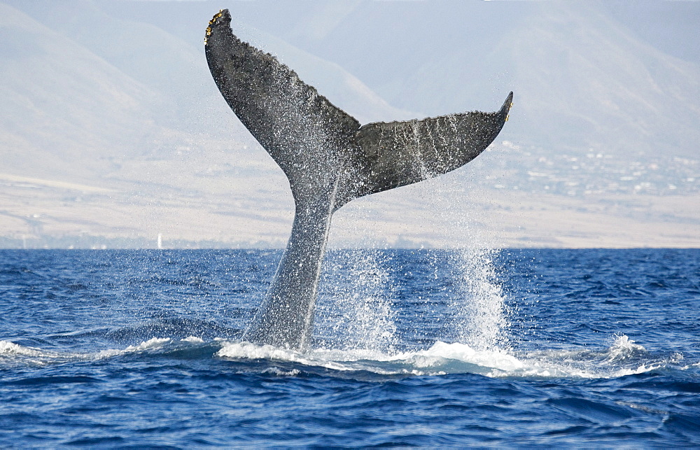 Hawaii, Maui, Humpback whale fluking its tail.