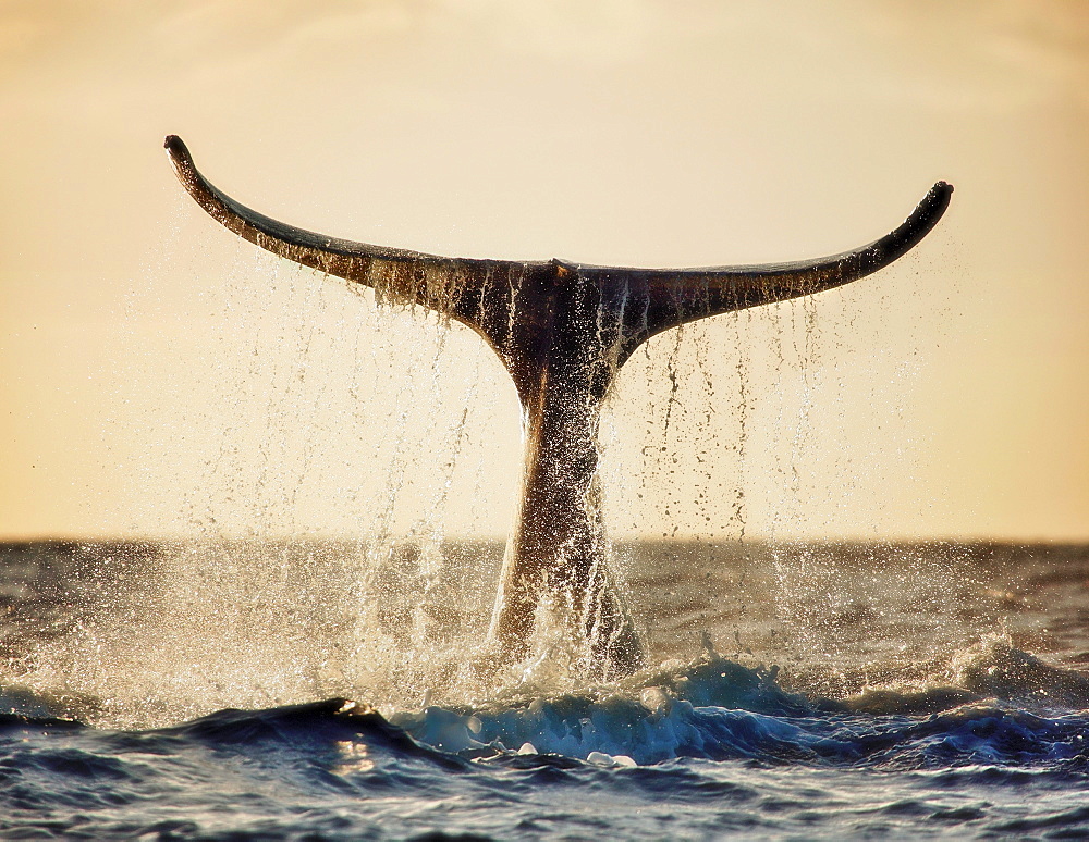 Hawaii, Maui, Humpback whale fluking its tail in golden sunset.