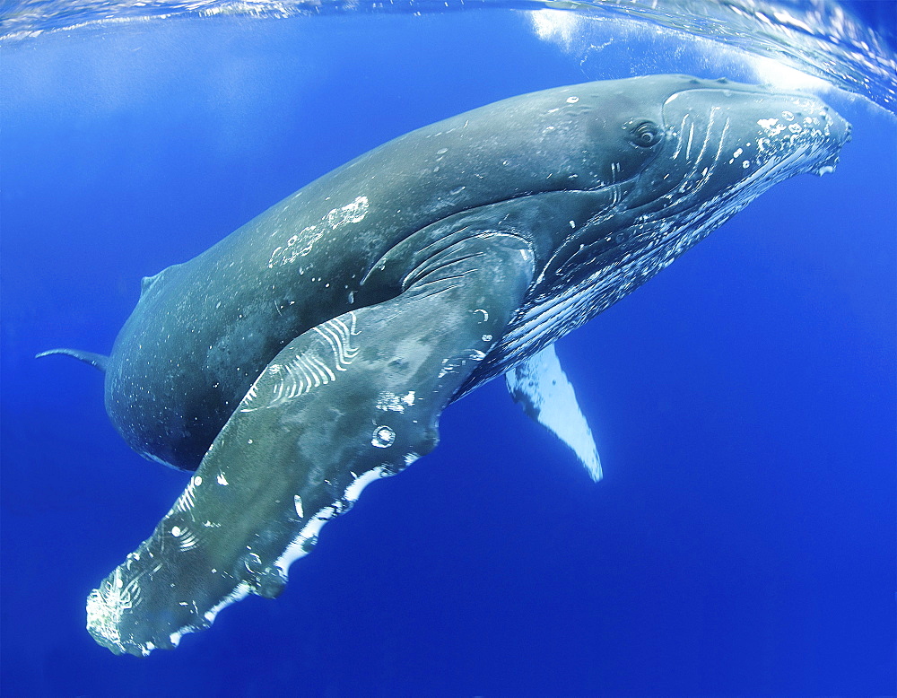 Hawaii, Maui, Close-up of Humpback whale near the oceans surface.