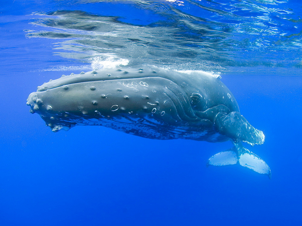 Hawaii, Maui, Close-up of Humpback whale near the oceans surface.