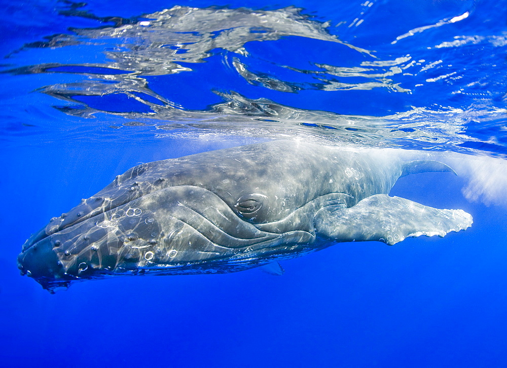 Hawaii, Maui, Close-up of Humpback whale near the oceans surface.