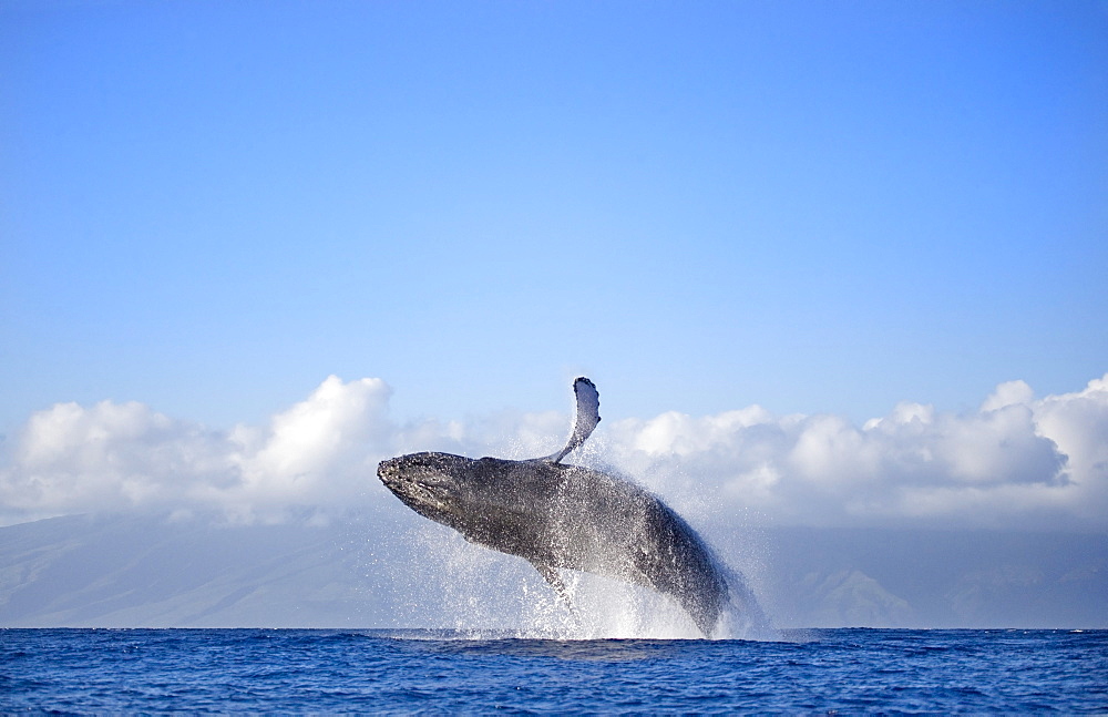 Hawaii, Maui, Humpback whale breaching with island in the background.