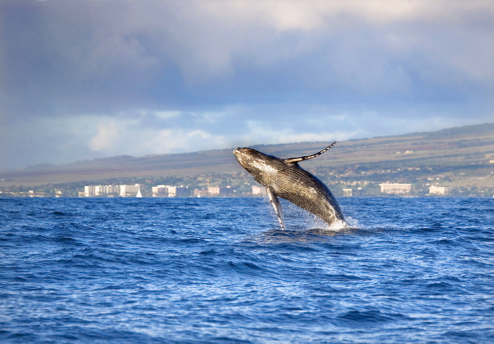 Hawaii, Maui, Kaanapali, Humpback whale breaching with island in the background.