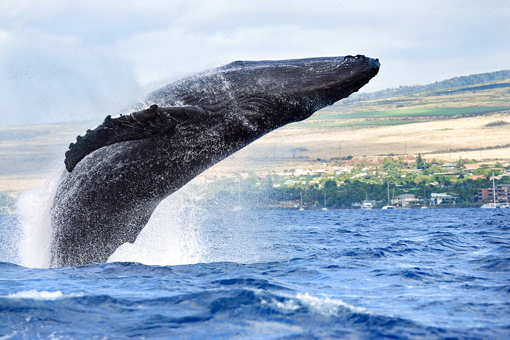 Hawaii, Maui, Humpback whale breaching with island in the background.