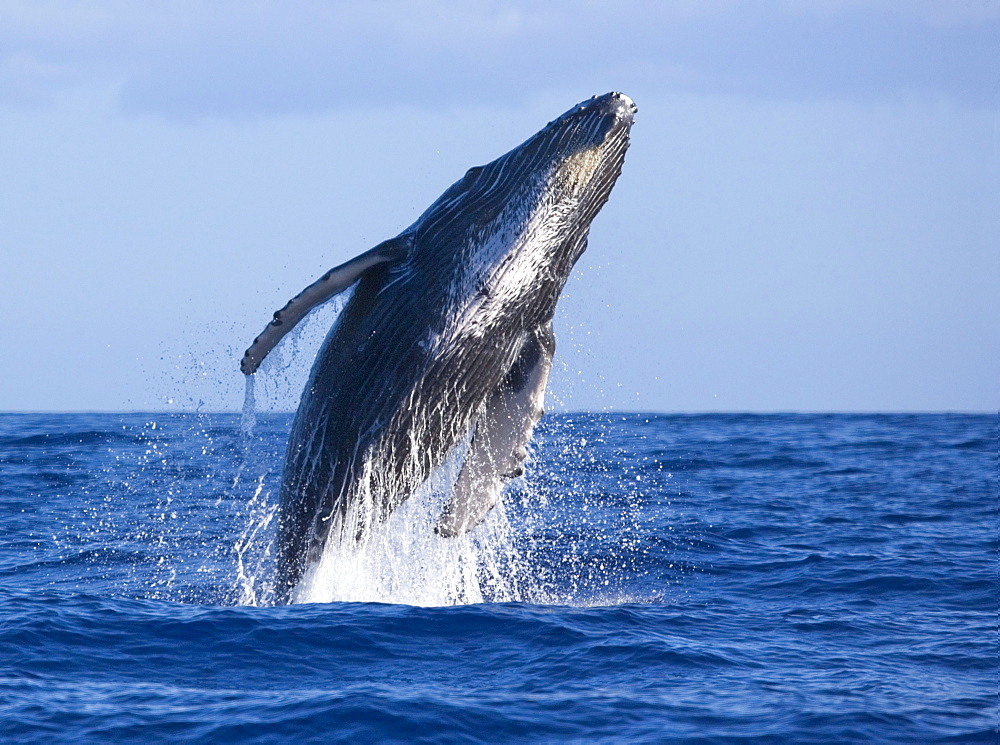 Hawaii, Maui, Humpback whale breaching.