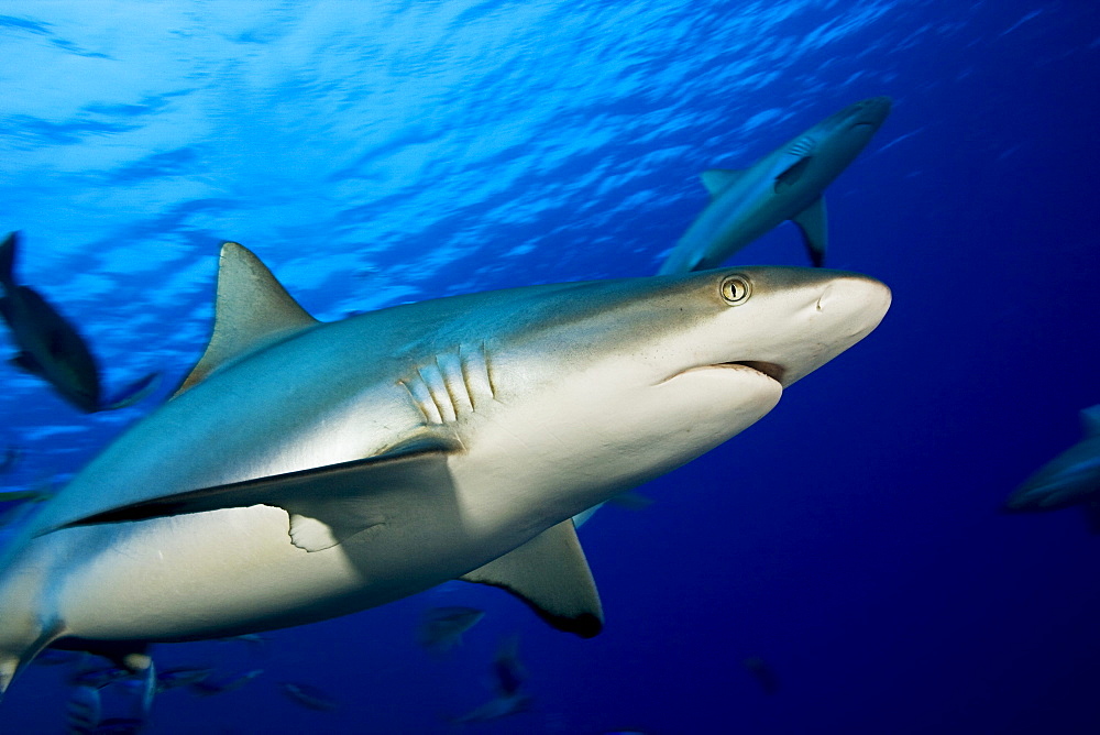 Micronesia, Yap, Gray reef shark, (Carcharhinus amblyrhynchos) in blue ocean water.