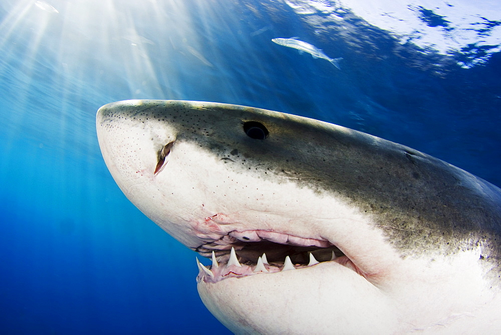 Mexico, Great White Shark (Carcharodon carcharias), Close-up of face.