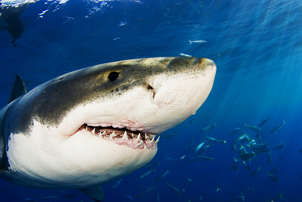 Mexico, Guadalupe Island, Great White Shark (Carcharodon carcharias), Close-up of head.