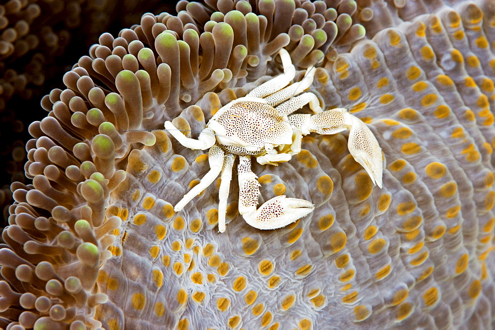 Micronesia, Yap, Porcelain crab (Neopetrolisthes maculata) on anemone .