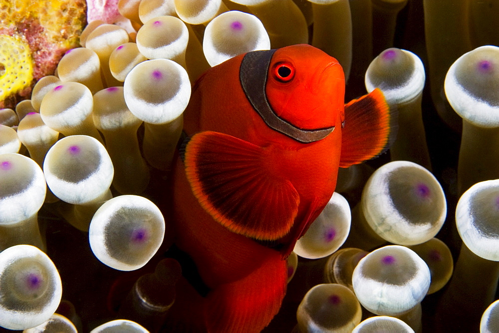 Indonesia, Spine-cheek anemonefish (Premnas biaculeatus) hiding in anemone.